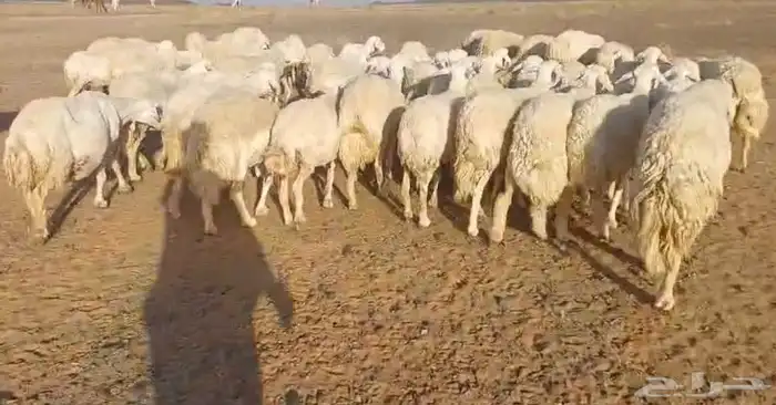 غنم حريات للبيع مراح واحد 70 تحتها 3 والباقي دفيع وبفحلها 4
