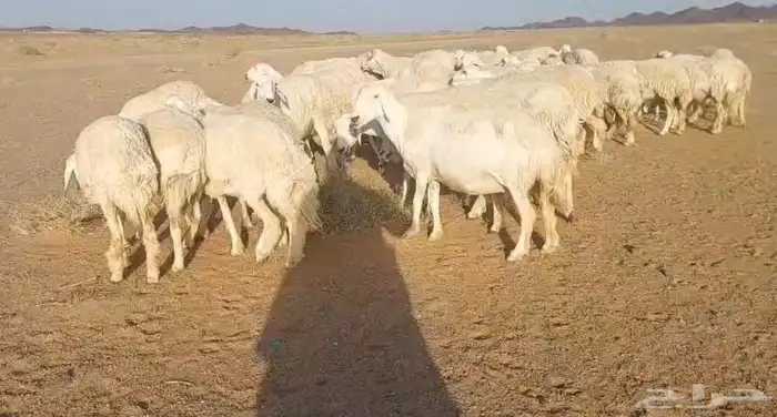 غنم حريات للبيع مراح واحد 70 تحتها 3 والباقي دفيع وبفحلها 8