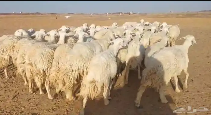 غنم حريات للبيع مراح واحد 70 تحتها 3 والباقي دفيع وبفحلها 10