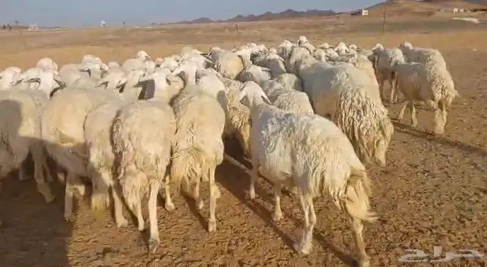غنم حريات للبيع مراح واحد 70 تحتها 3 والباقي دفيع وبفحلها 0