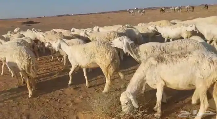 غنم حريات للبيع مراح واحد 70 تحتها 3 والباقي دفيع وبفحلها 5