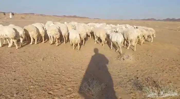 غنم حريات للبيع مراح واحد 70 تحتها 3 والباقي دفيع وبفحلها 9
