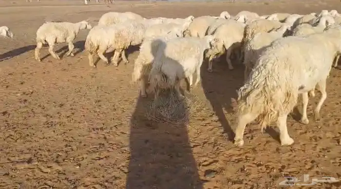 غنم حريات للبيع مراح واحد 70 تحتها 3 والباقي دفيع وبفحلها 3