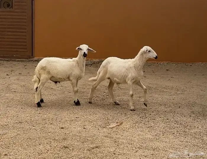 خرفان للبيع 1