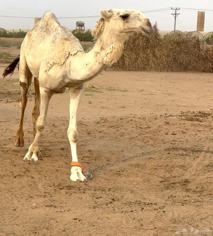 قعود باتلي فاخر 1