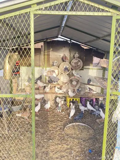 حمام 0