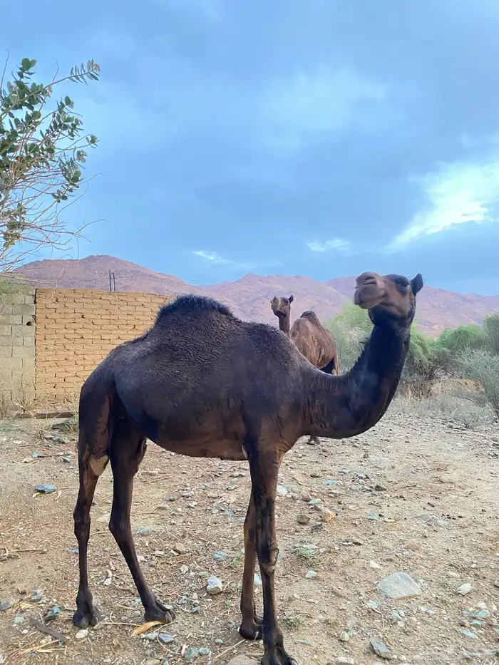 ثلاث نياق مهاجيم للبيع 2