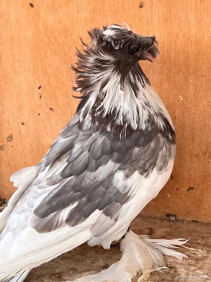 طبة بخارة 6