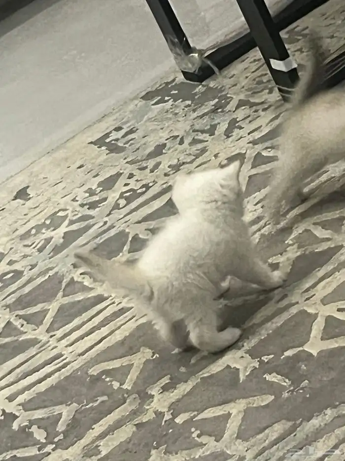 قط سكوتش فولد للبيع 7