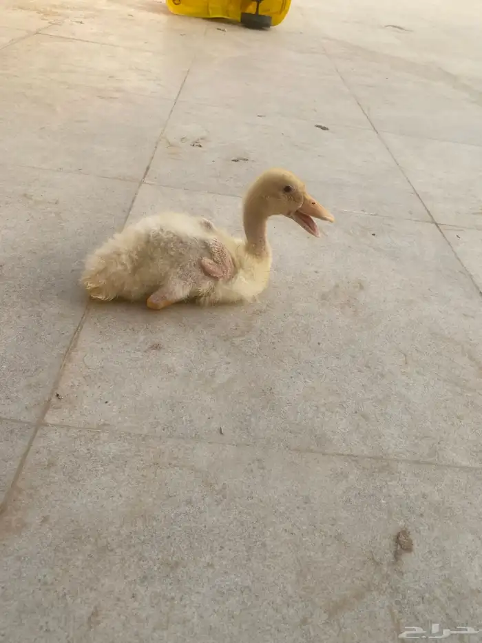 بط للبيع 2