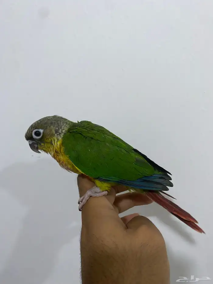 كنيور  كويكر الراهب 2