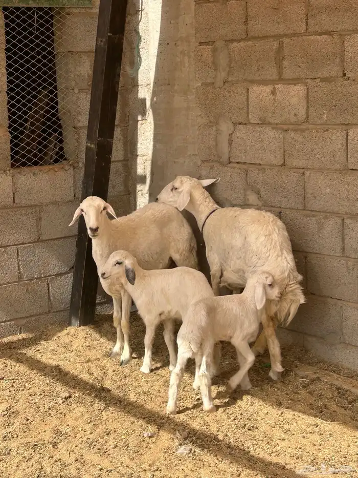 حرية معها طلي 3