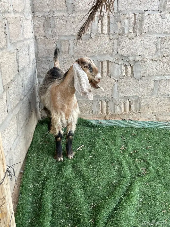 جفره صفرا عارضيه . 0
