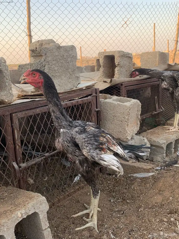 للبي ديكه ثلاث اللون رصاصي 3