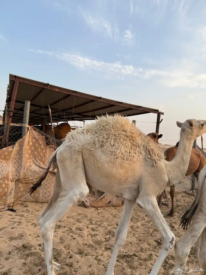 ثلاث قعدان فاخرة 3