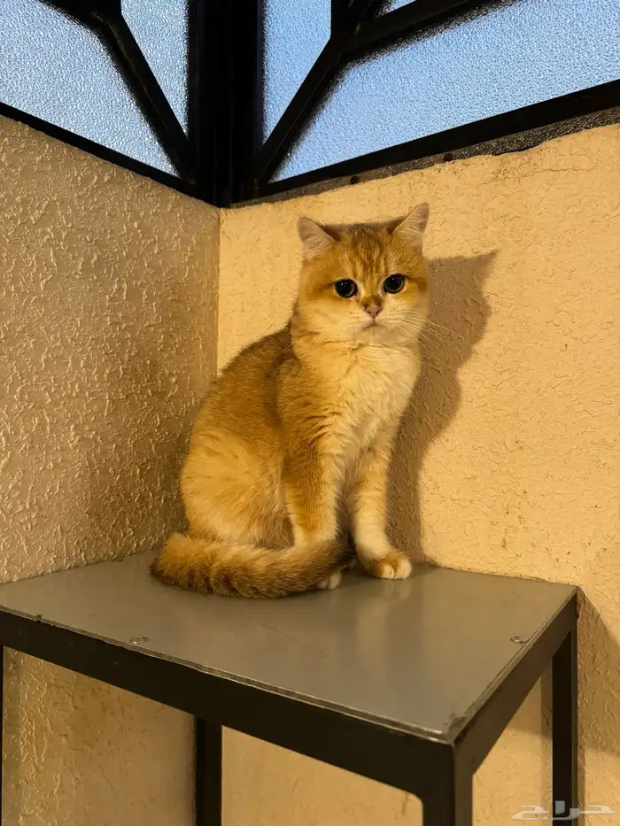 انثى سكوتش استريت بيور 3