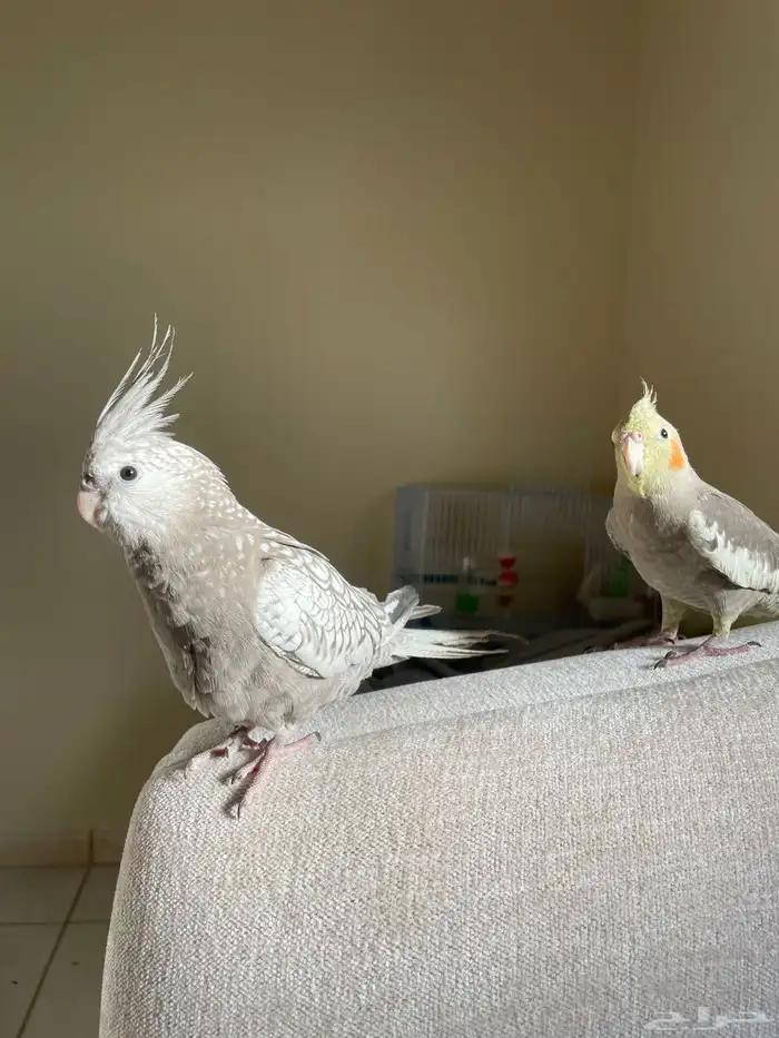 للبيع كروانات اليفه 1
