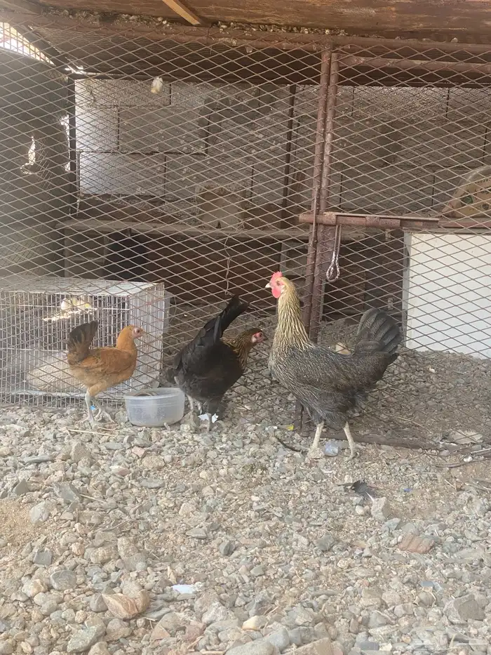 دجاج للبيع 1
