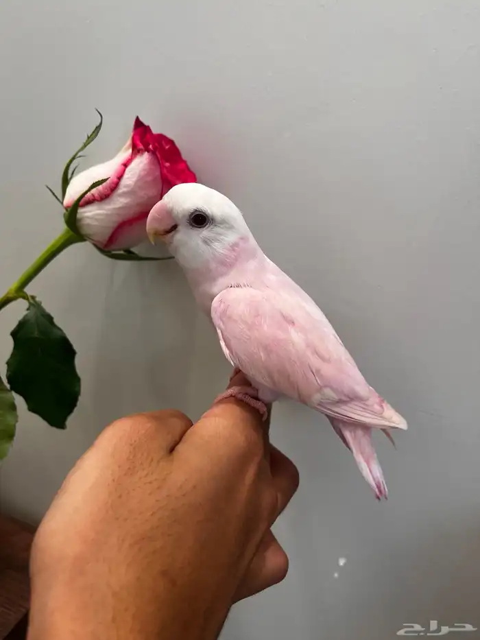 روز اليف لون وردي 3