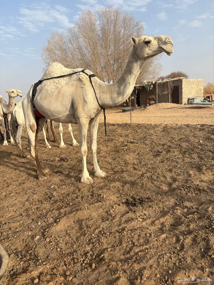ست عشاير صوالح على جميع الشروط 0