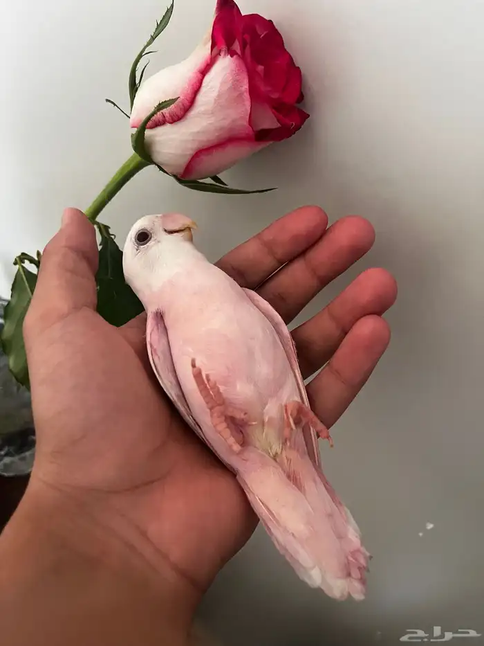 روز اليف لون وردي 1