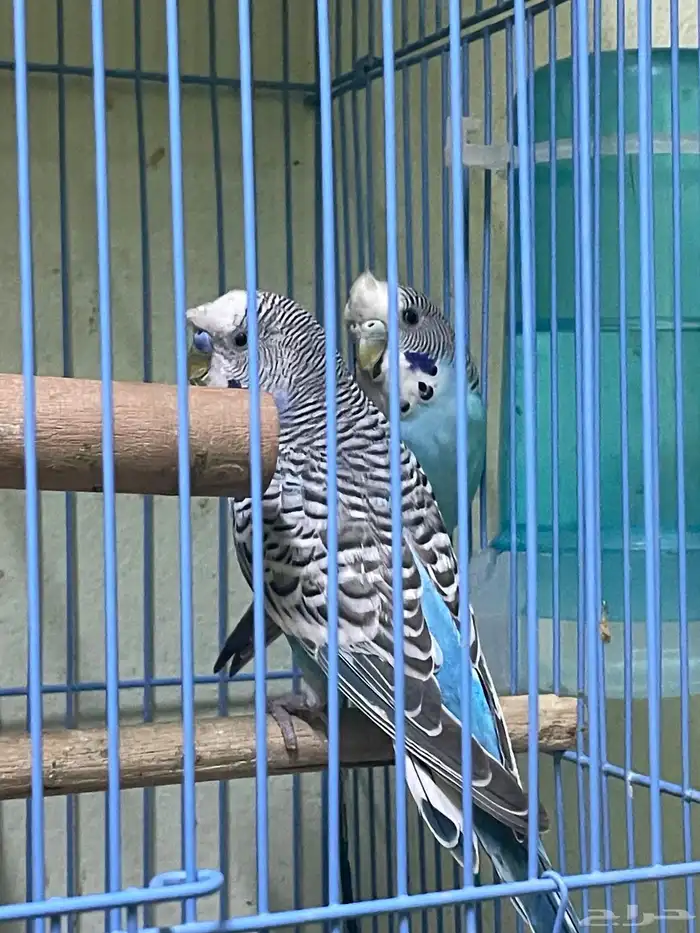 جوز طيور حب كرست هوالندي حجم والون ومنتجين 2