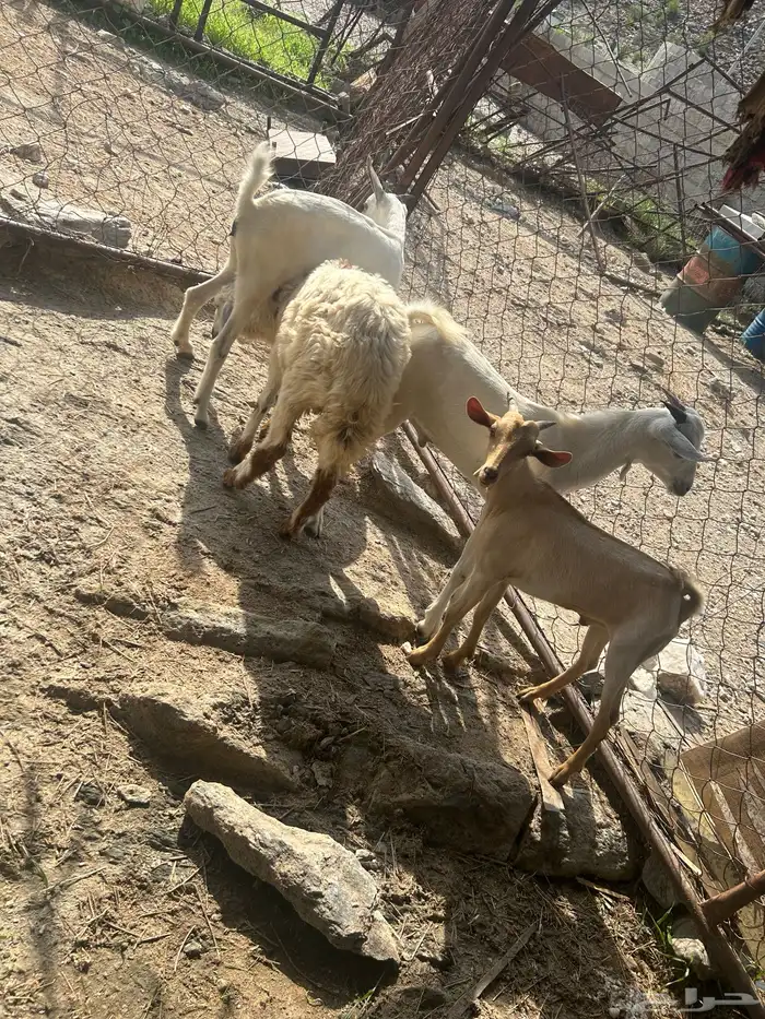 تيوس و و خبشه و رخله 1