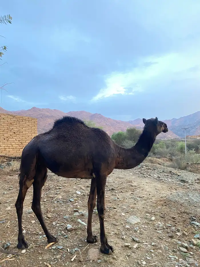ثلاث نياق مهاجيم للبيع 1