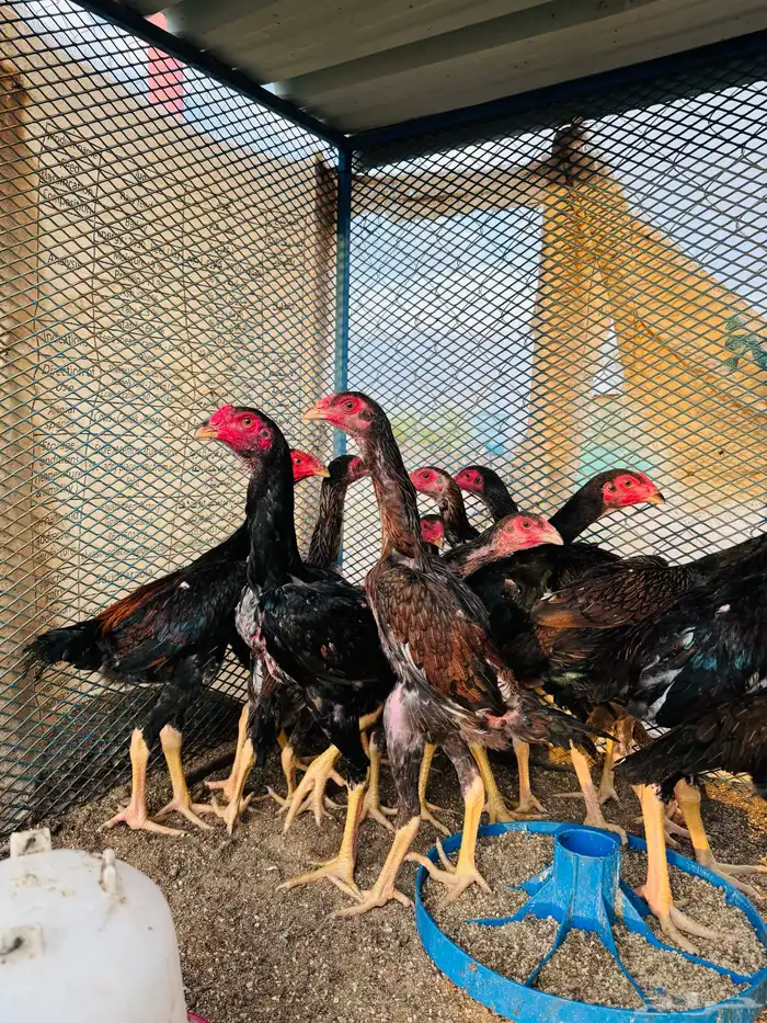 فروخ شامو ياباني (تم البيع ) 2