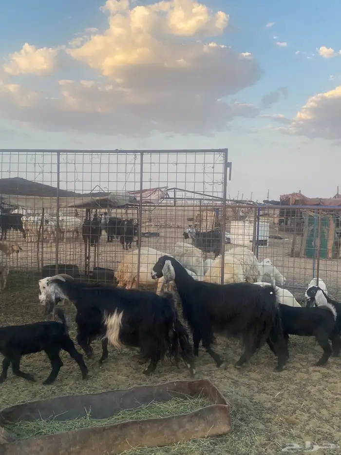 البيع معزا مواليد العدد 2 تحتهن4 0