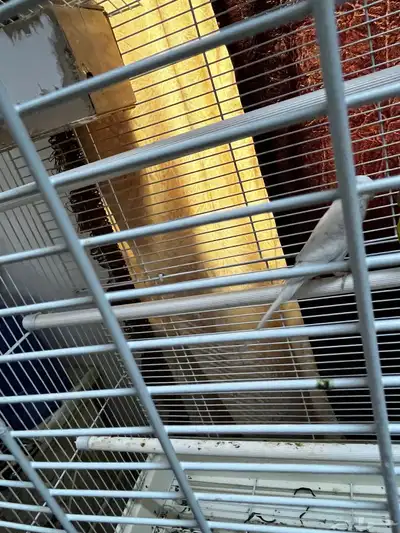 Australia parrot for sale index
