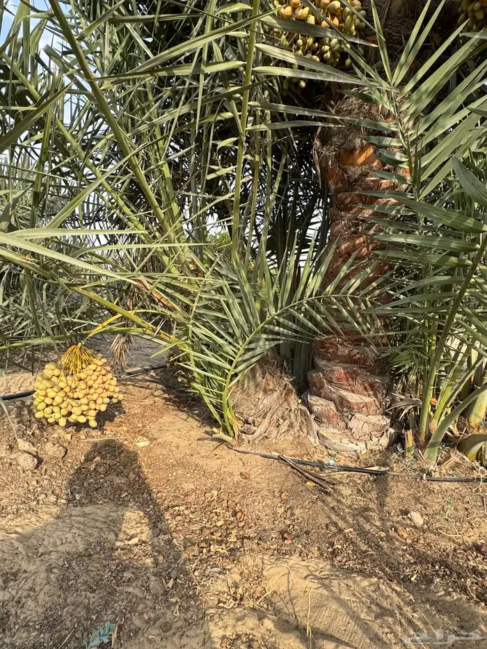 نخيل فسائل هلالي 5