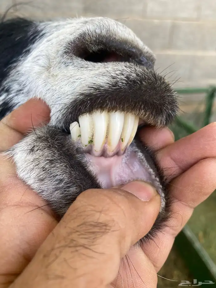 عنز تحتها جفره 1