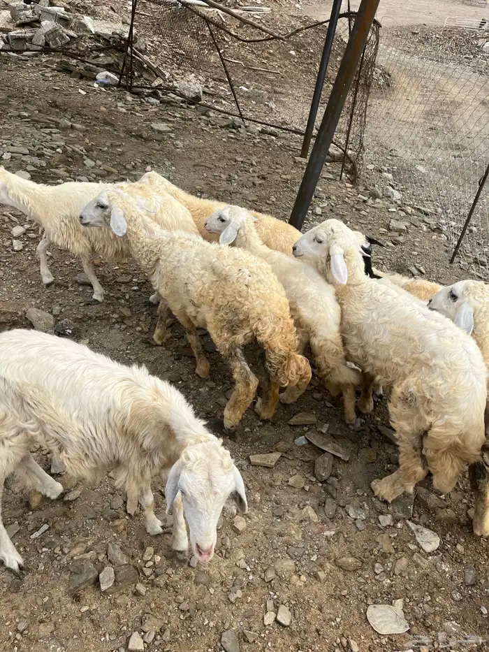 طليان 1