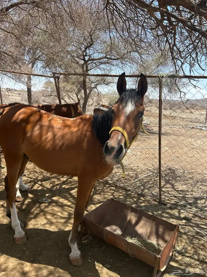 خيل (حصانين وفرس ومهرها) 6