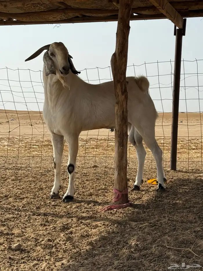 شرق القنفذة 6