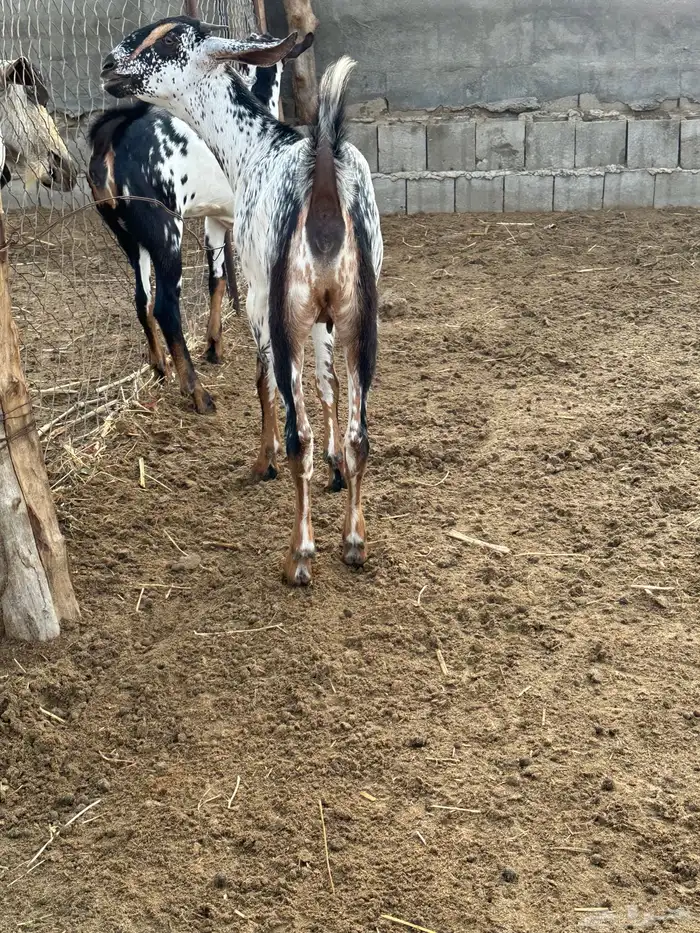 للبيع جفار 4