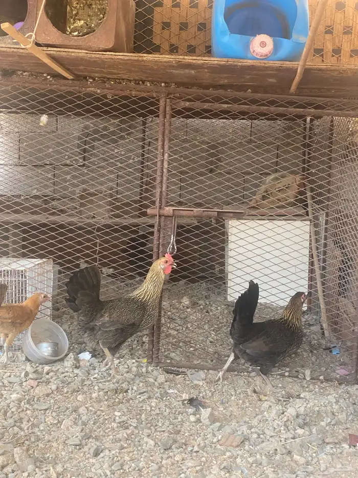 دجاج للبيع 2