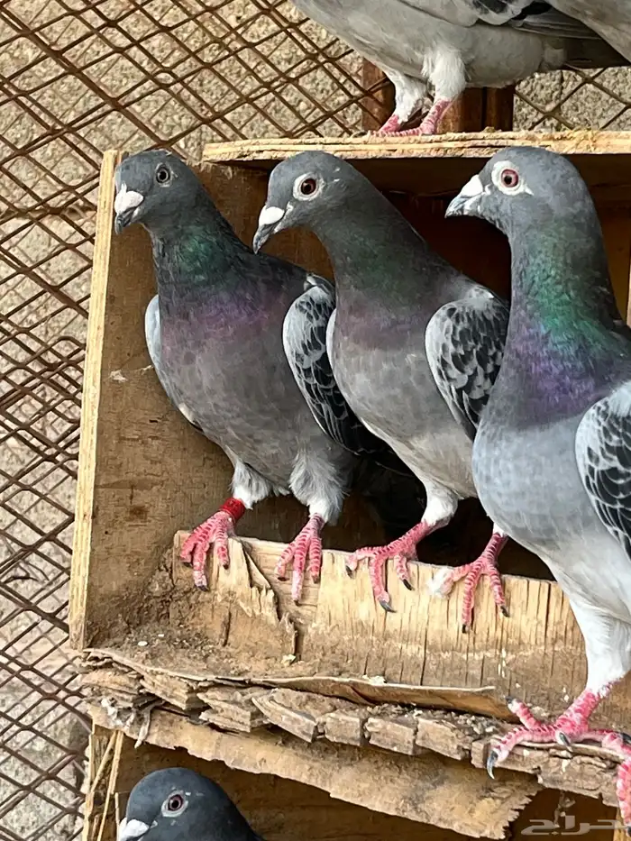 زواجل سباق فاخره 14