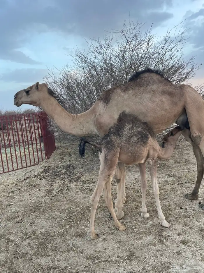 حمراء رباع 2