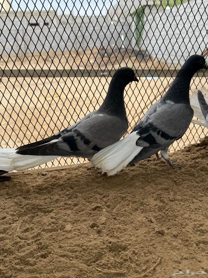 زوج نوري شامي بانتاجه 6