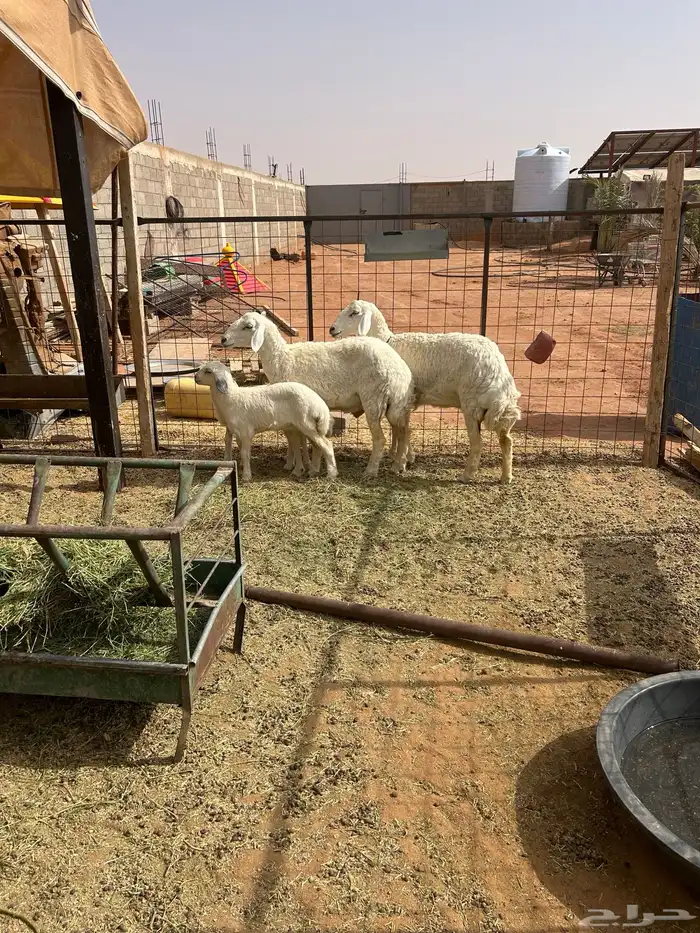 حرية معها طلي 1