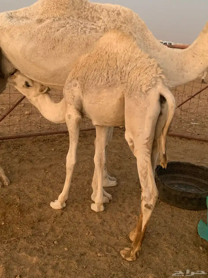 حاشي زبدة علي حليب امه 3