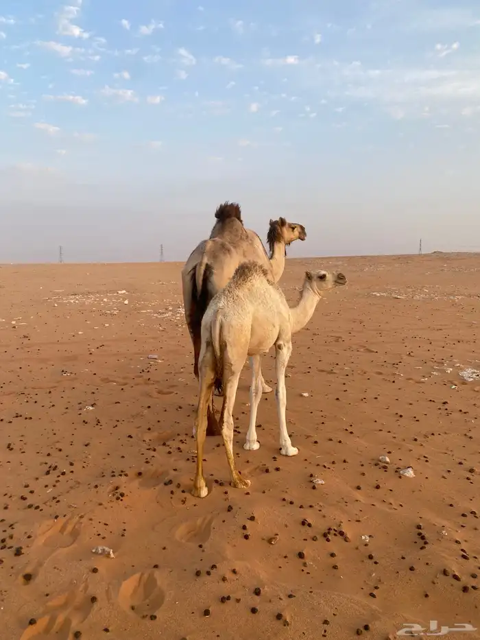 خلف تحت بكره شرط من كل شي 2