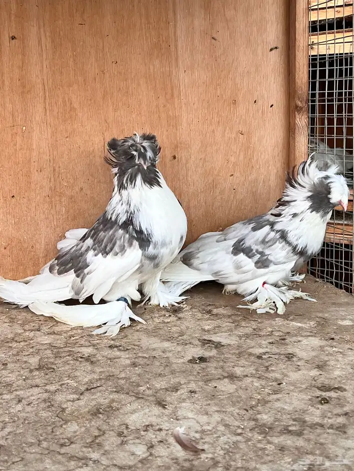 طبة بخارة 0