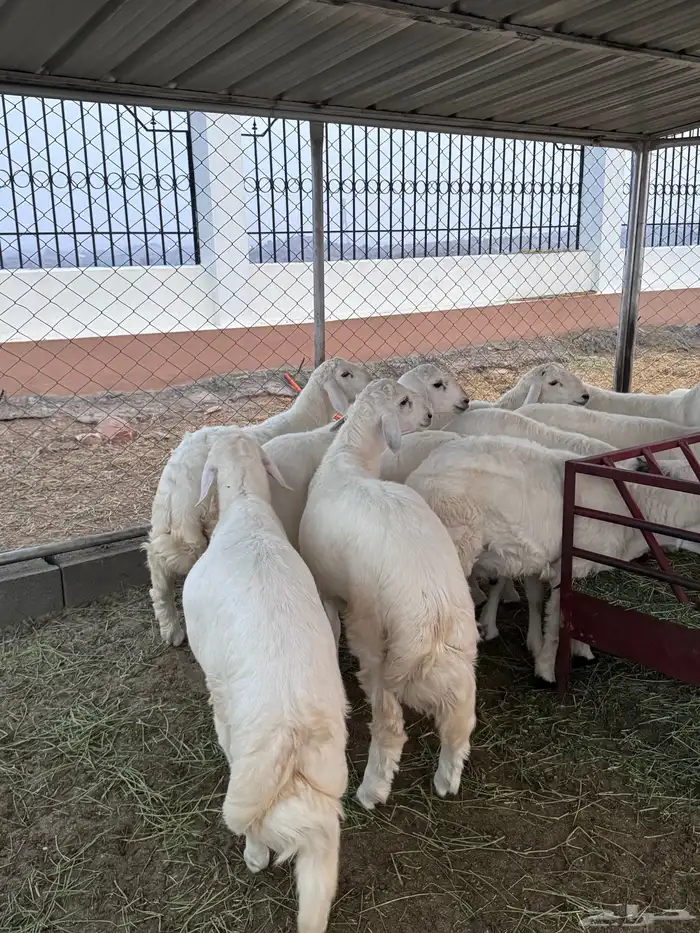 ذبايح فل شحم ولحم 0