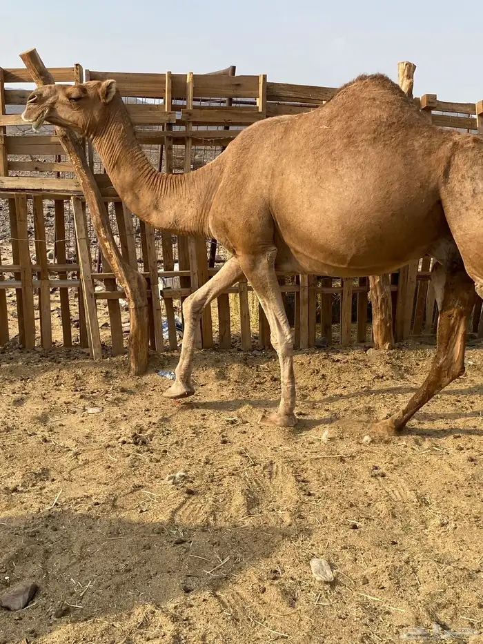لقحه حمراء ساحليه كفو الحد5800تمم البيعع 4