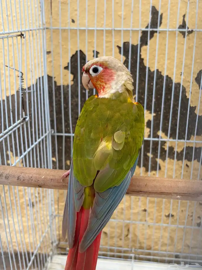 ذكر كنيور اناناس 1