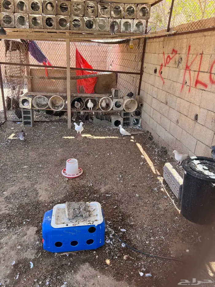 حمام 1
