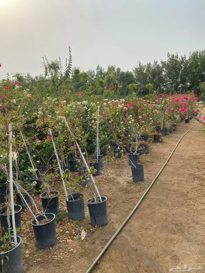 اشجار باحجام مختلفة البيع جمله فقط 4